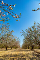 Poster - The spring in Israel