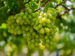 Wall Mural - Take a photo of green grapes in the garden.