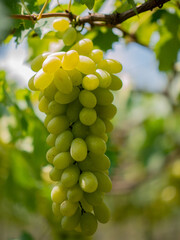 Wall Mural - Take a photo of green grapes in the garden.