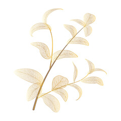Wall Mural - branch with leaves eucalyptus. leaf veins. vector illustration.