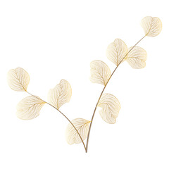 Wall Mural - branch with leaves eucalyptus. leaf veins. vector illustration.