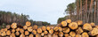 Freshly made firewood in the evergreen forest, pine tree logs close-up. Environmental damage, ecological issues, ecology, nature, wood, deforestation, alternative energy, lumber industry, business