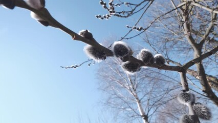 Wall Mural - focus on pussy willow branch by sunny spring day against blue sky

