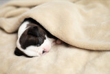 Fototapeta Koty - A tiny Boston Terrier puppy sleeps on a beige fluffy blanket. Pets. Dog. Sweet. Cute