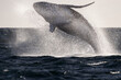 artistic image moving of humpback whale breaching in cabo san lucas