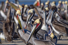 Pelican Colony In Baja California Mexico