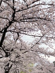  blossom, sakura blossom season, Ueno Tokyo, Japan March 28th, 2022