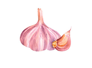 Wall Mural - Watercolor garlic. Rastr vegetable illustration for a cookbook, ingredients of recipes, advertising, cards for children and botanical magazines. Natural and organic agriculture.