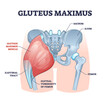 Gluteus maximus muscle as medical hip and leg medical anatomy outline diagram. Labeled educational human iliotibial tract, gluteal tuberosity of femur and groin skeletal structure vector illustration.