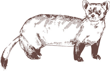 Wall Mural - Pine Marten Hand Drawn Engraving Illustration