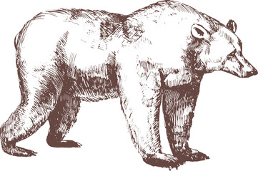 brown bear hand drawn engraving illustration