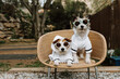 © Sandra - Two dogs going on vacations dressed with bathrobe in a hotel. Pet friendly concept