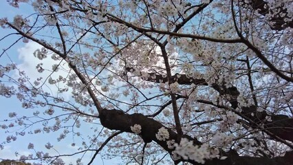 Wall Mural - 東京都千代田区九段下にある千鳥ヶ淵の満開の桜の景色