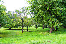 Landscape Of  Grass Field And Green Trees