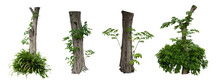 Green Tree Nature Isolated On White Background,clipping Path Included.