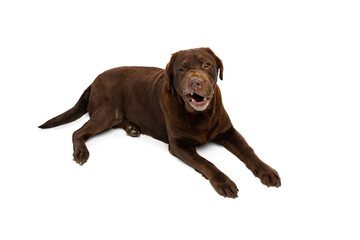 Wall Mural - Portrait of chocolate color labrador, purebred dog lying on floor isolated on white background. Concept of animal, pets, vet, friendship