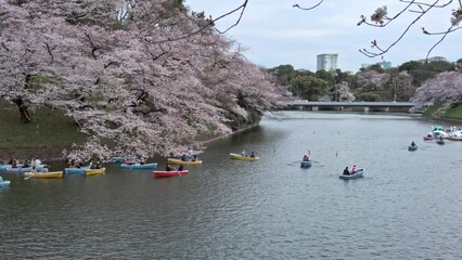 Wall Mural - 東京都千代田区九段下にある千鳥ヶ淵の満開の桜の景色