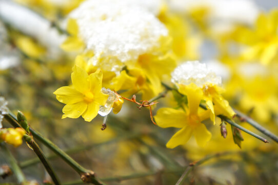 Fototapete - blooming spring flowers under snow, spring snow and yellow flowers            