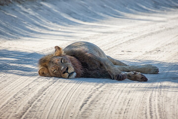 Wall Mural - Black-maned kalahari Lion