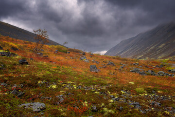 Canvas Print - Stormy sky and fog in mountains. Red and yellow autumn northern meadow. Autumn in tundra. Lapland. 