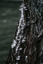 Brown Tree Trunk With Snow In Close-up