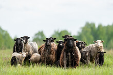 Herd Of Sheep On Green Grass Field
