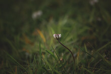 White Flower On Green Grass