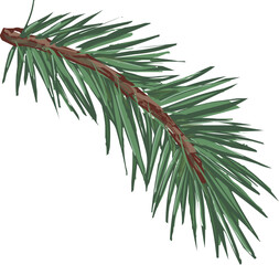 spruce branch hand drawn illustration