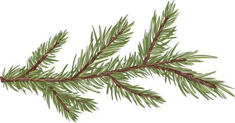 spruce branch hand drawn illustration