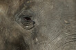 Oko i skóra słonia (Elephantidae).