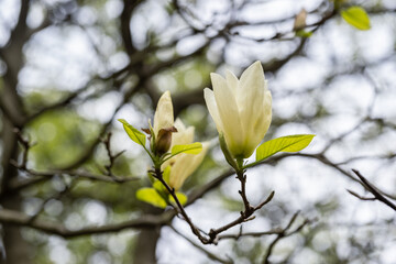 Wall Mural - beige magnolia flowers in spring