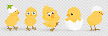 Set Of Cute Colorful Easter Chicks, Easter Symbol Vector Collection. Collection Of Cartoon Easter Chiken Baby, Spring Festive Animals. Vector Illustration On PNG Background. 