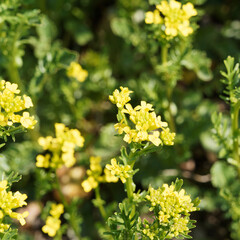 Poster - Barbarea vulgaris | Barbarée commune ou Herbe de Sainte-Barbe à inflorescence printanière en grappes de fleur jaune vif, feuillage vert luisant en rosette et petites feuilles ovales, lobée et dentée