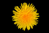 Fototapeta Dmuchawce - Close-up of flower of Common dandelion isolated against black background