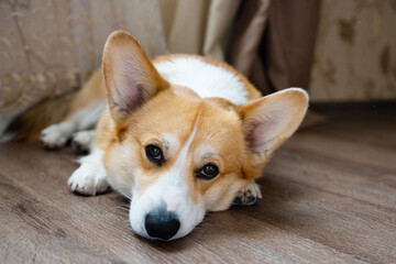 Sticker - corgi portrait in the room on the floor