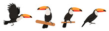Set Of Toucans From Different Angles On White Background. Vector Beautiful Characters Toucans In Cartoon Style.