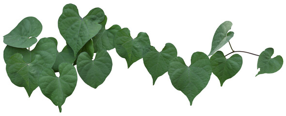 vine plant climbing isolated on white background. Clipping path