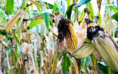 Closeup corn on the stalk of corn field