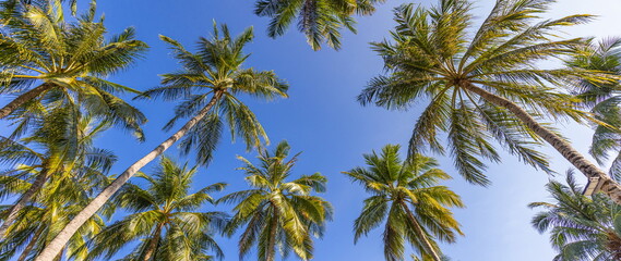 Sticker - Green palm trees against blue sky and white clouds. Tropical jungle forest with bright blue sky, panoramic nature banner. Idyllic natural landscape, looking up, low point of view. Summer traveling
