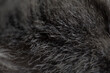 wool texture background cat grey