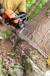 © Robert - Close-up of chainsaw being held by forestry worker making a wedge cut into a spruce tree