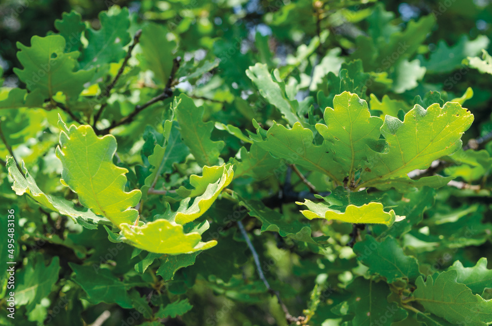 downy-oak-foliage-quercus-pubescens-stock-photo-adobe-stock