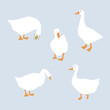 Set of cute white geese. Goose isolated flat vector. Cartoon illustration