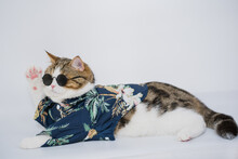 Songkran And Summer Season Concept With Scottish Cat Wearing Summer Cloth And Sunglasses On White Background
