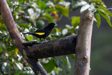 Interesting Photo Of A Black Tropical Bird With Bright Yellow Wings Sitting On A Branch