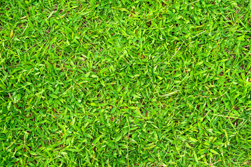 Wall Mural - Green grass texture for background. Green lawn pattern and texture background.