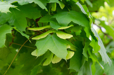 maple samaras, acer platanoide