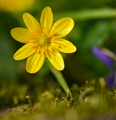 Wall Mural - Beautiful close-up of a ranunculus ficaria