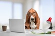 © BillionPhotos.com - Cute big dog working on laptop impersonating a business person