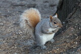 Fototapeta Krajobraz - Squirrel at Central Park, NYC
